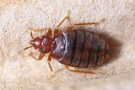 This is a bedbug...