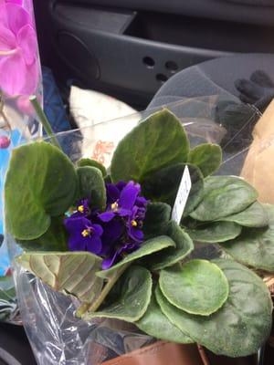 Violets I bought from Miranda