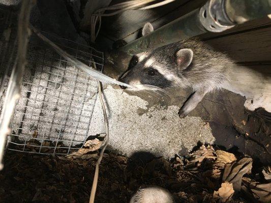 A cute visitor crawled over to see what we were up to while sealing off a client's attic.