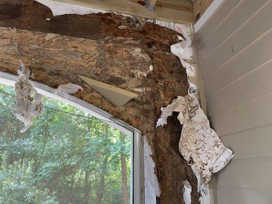 Termite damage