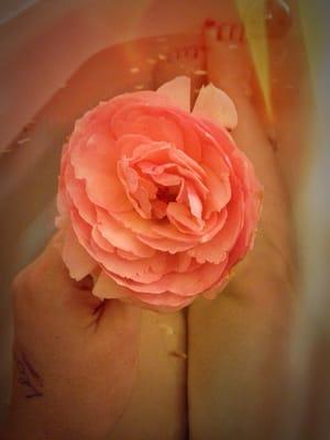 A rose from Liz's garden in the bath of her lovingly crafted rose bath salts.