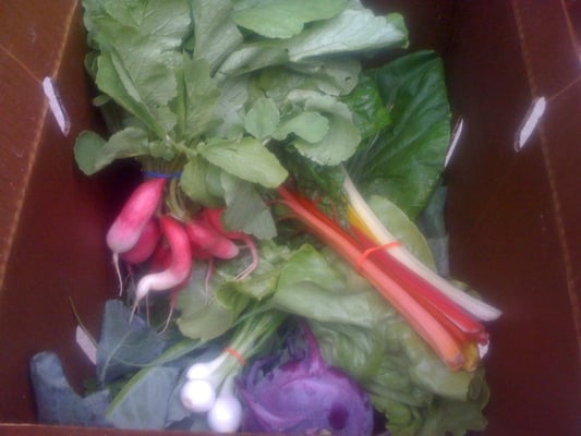 Week 3: Organic kohlrabi, strawberries, zucchini, chard (rainbow & green), radishes, lettuce, cilantro, & more!