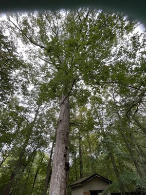 The canopy on the tree was huge and I hated to see it come down.