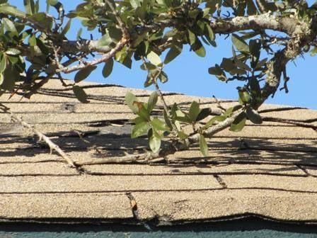 Low hanging limbs cause roof shingle damage.