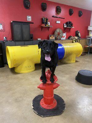 88lb dog on fire hydrant