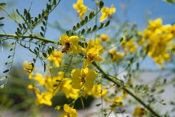 Cercidium Hybrid Desert Museum