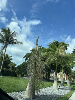 This sick Royal Palm was called to their attention just 60-days after planting. Avoid this company!