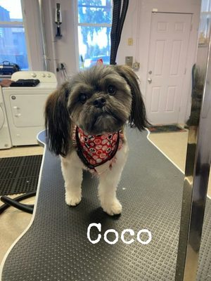 Coco looking good and feeling fine...