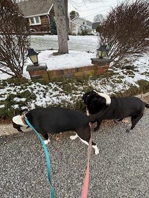 Happy sniffing walking in the cold