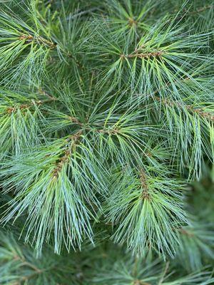 White Pine, one of the four types of trees grown at the farm.