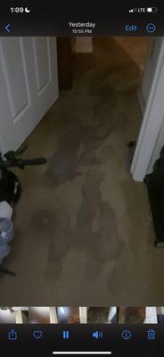 Soaked carpet