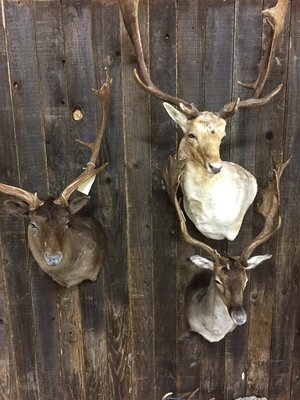 Trophy Buck Inc., Game Processing & Taxidermy- Dear Processing