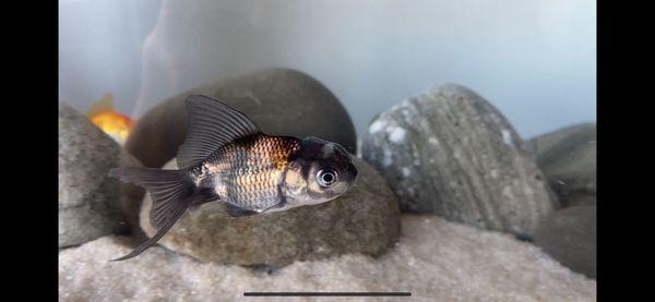 Calico Oranda, Goldfish Fantail