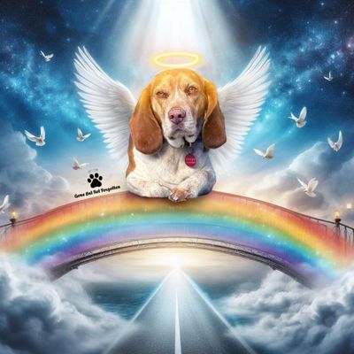 Rainbow Bridge Vet Services