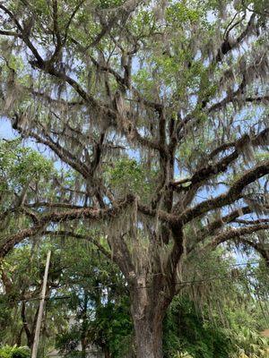 Live oak trees are amazing, and this snapshot doesn't do this one justice. You have to stand under it see its real beauty!