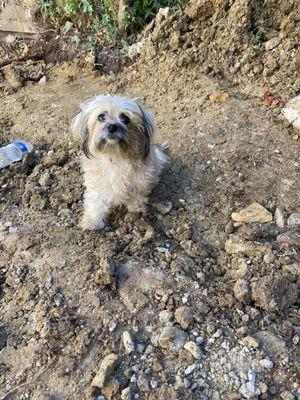 This is before haircut. Rolling around in the mud triggered the bath and haircut