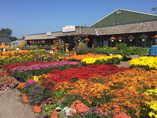 We grow vibrant, hardy Chrysanthemum's in a wide variety of colors, shapes and sizes, which are available during September and October