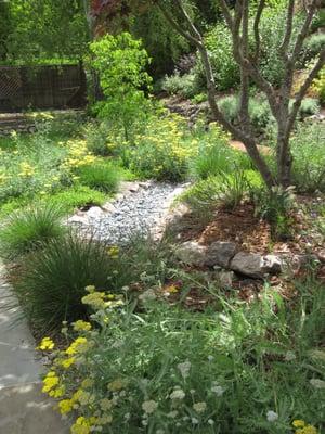 Orinda mostly native back yard, irrigated by water captured on site.