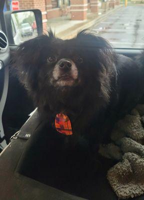 Sir Maximus Wellington looking dapper after his groom!