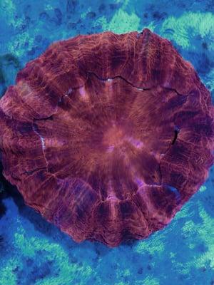 Blood red scolymia