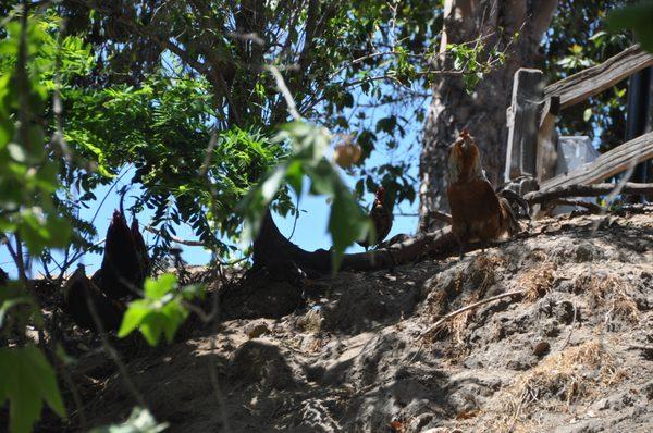 Arroyo Grande Creek