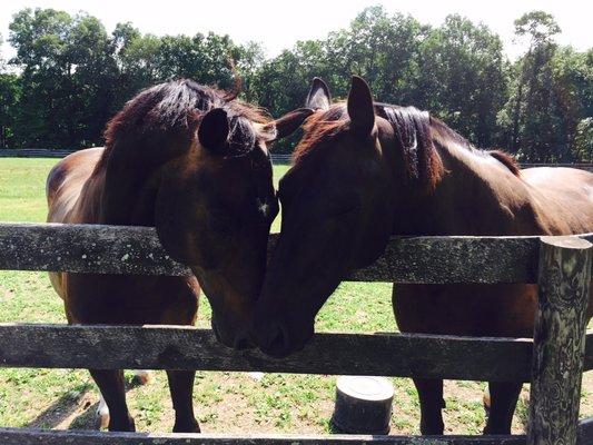 Special horses deserve special Veterinarians!