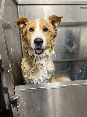 Best Dog Wash service in Indiana