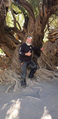 A walnut tree over 300 years old