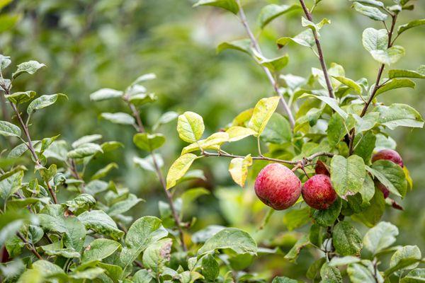 Clearview Orchards