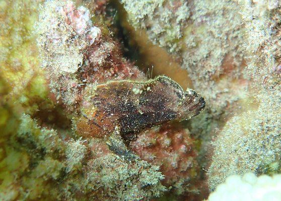 Leaf Scorpion fish in the shallows