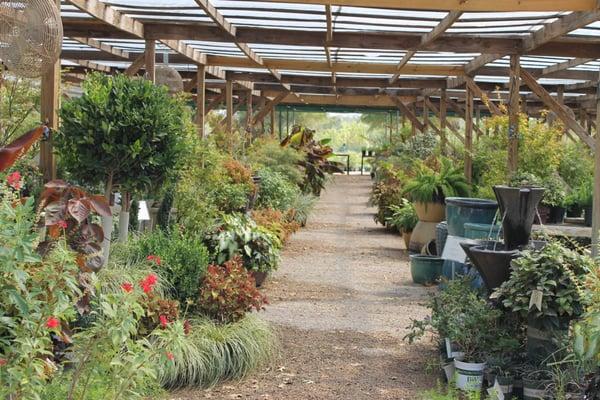 This is our 10,000 sq ft shade house. Just one of the many wonderful things to see while at the nurser!