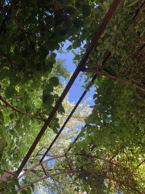 Yoga in the garden gives me Zen.