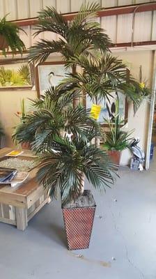 $179.90 Outside/Inside 7ft Phoenix Palm Tree. Our most popular item in the store, we can make it any size and in any container!