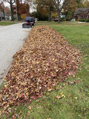 leaf clean-up