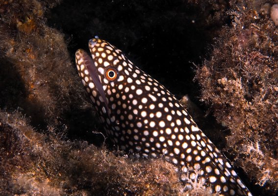 whitemouth moray