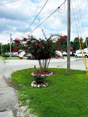 Beaufiful flowering trees throughout the RV park