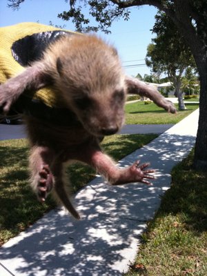 Baby Raccoon removed from a attic.