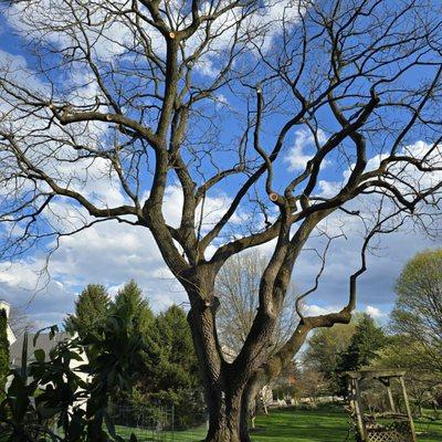 Beidler Tree Service