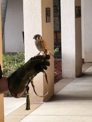 American Kestrel Apr 11,2024