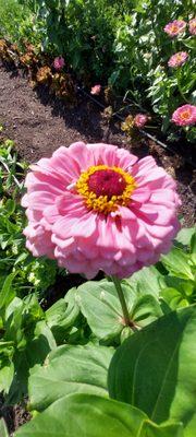 Zinnias in full bloom!