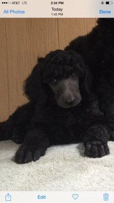 "Sissy" -Standard Poodle Had her puppies here at Happy Hill Pet Services LLC