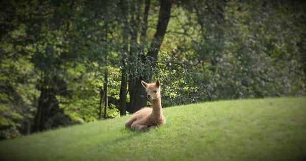 Shimmering Pond Farm Alpacas