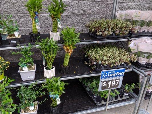 Walmart Garden Center