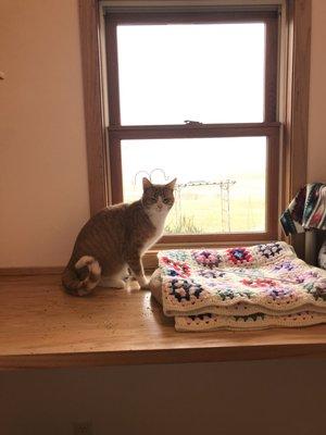 Pumpkin looking happy in her room.