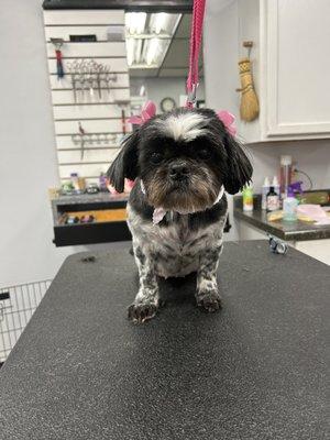 Shih Tzu