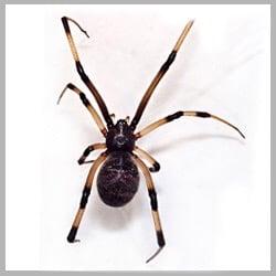 Black Widow spider