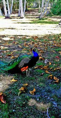 Wild peacock