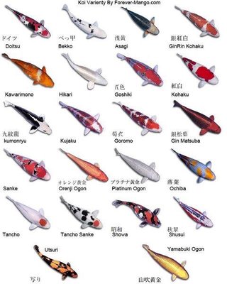 Koi Varieties