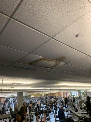 Multiple ceiling tiles throughout need to be replaced.