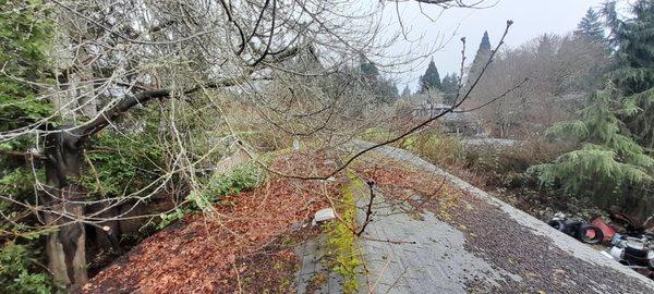 Before side pruning pin oak tree for building clearance